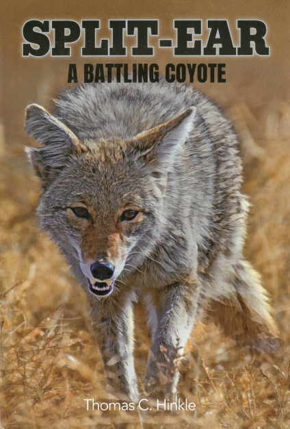 Split-Ear: A Battling Coyote